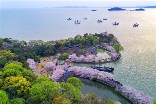 "全景式"赏樱花(图片:太湖鼋头渚景区)